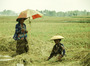 bali - field workers.jpg